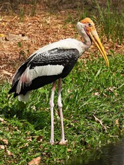 Painted Stork, Standing and looking for food by the pool.