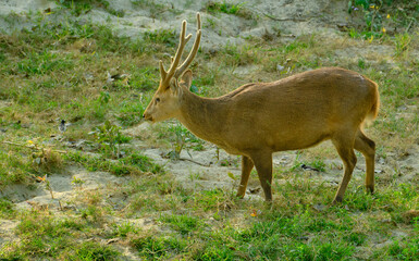 Male hog deer at Kaziranga National Park, Assam