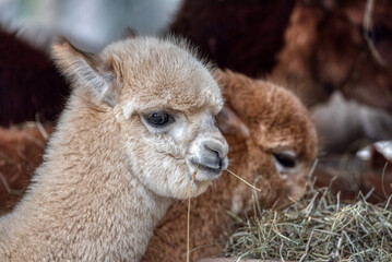 Fototapeta premium Funny alpaca with mouth full of grass