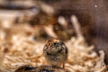 Bobwhite Quail chick (Colinus Virginianus).