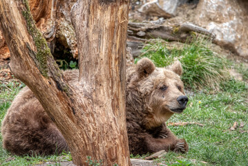 Fototapeta premium Large brown bear portrait in the woods
