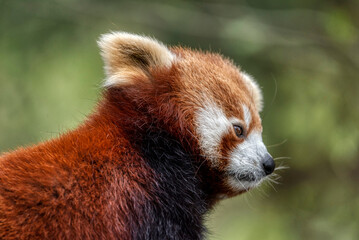 Red panda close up portrait