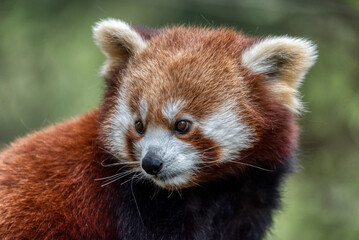 Red panda close up portrait