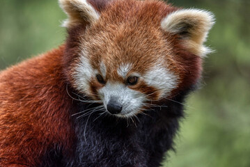 Red panda close up portrait