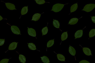 Muster aus Dunkelgrünen Blättern auf schwarzem Hintergrund