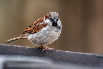 House sparrow female songbird (Passer domesticus)