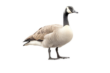 Naklejka na ściany i meble canadian goose in the water on , Isolated on transparent PNG background, Generative ai