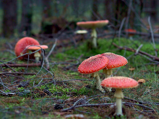 red cap boletus