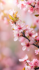 Cherry Blossoms: beautiful spring bokeh wallpaper in pink