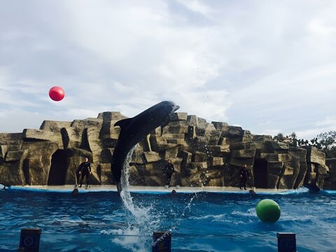 Dolphin throws a ball by hitting it with his tail, Dolphinarium
