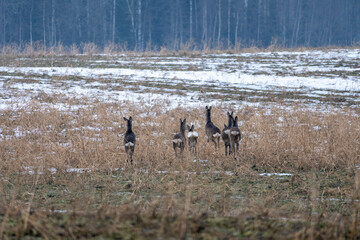 Deer Running Across the Field. Graceful Deer Sprinting Across Rural Landscape. Elegant Wildlife...