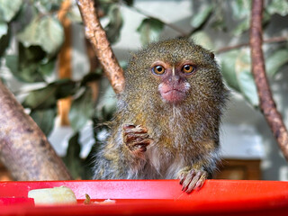 A Pygmy Marmosets Monkey at a zoo