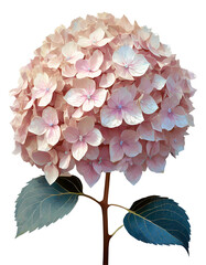 Illustration of beautiful hydrangea flower