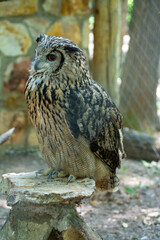 The owl sits on the penka, turning sideways. World of wild owl birds. One owl on an old hemp