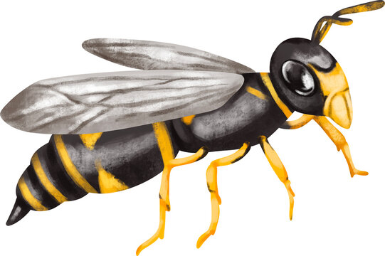 watercolor insect hornet