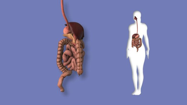 Anatomy of human digestive system