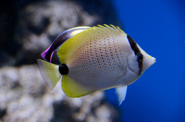 ミレットシードバタフライフィッシュ