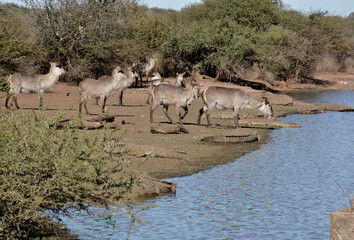 Waterbuck coming down for a drink of water