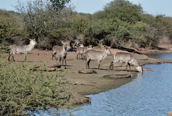 Waterbuck coming down for a drink of water