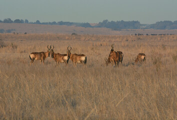Tsessebe grazing in the veldt