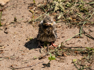 Close-up shot of a small fieldfare chick (Turdus pilaris), that has fallen out of the nest and sitting on a sandy ground. Chick sits and waits for food from its parents