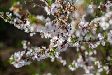 The lush spring blossoms of the cherry tree