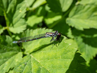 Close-up of the female blue form of the azure damselfly (Coenagrion puella) eating it's prey on a...
