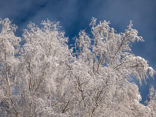 View on trees in forest fully covered with heavy snow on a sunny winter day with contrasting sky in background. Trees, shrubs and vegetation after heavy snowfall. Winter scenery