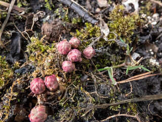 Close-up of pink golden root or rose root (Rhodiola rosea) plant starting to emerging from the root with small, pink buds in spring
