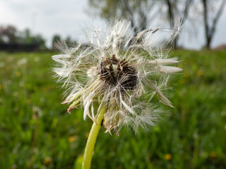 Macro shot of dandelion plant head composed of wet, white pappus (parachute-like seeds) in the...