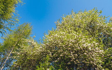 A blossoming apple tree with white flowers and high birches on blue sky background in sunny day. Competing plants. The garden is located next to a park or forest. Spring season. Beauty in nature