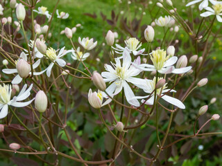 Purple ground clematis (Clematis recta var. atropurpurea). Leaves emerge purple and fade to dark...