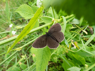 Close-up shot of the ringlet (Aphantopus hyperantus) in summer. Medium-sized butterfly, upper and lower sides are brown with yellowish eyespots