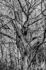 Fototapeta na wymiar A fragment of an old branching tree
