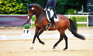 Horse dressage horse with rider in tailcoat, horse in close-up on the showground.