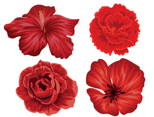 set of different flowers in red color namely red rosebuds, carnations, mallows and poppies, vector