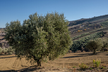 Magnificent photos of olive tree