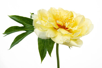 yellow peony on the white background