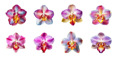 Collection of multicolored orchid flowers on a transparent background, PNG, top view