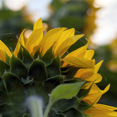 A blooming sunflower in a field