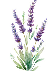 Watercolor painting of beautiful lavender