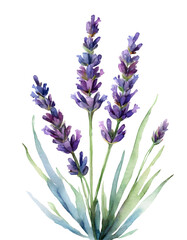 Lavender illustration in watercolor painting style 