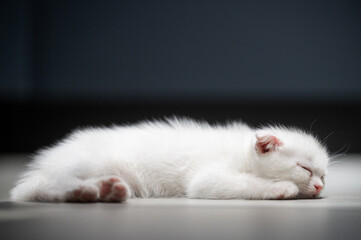 White cute kitten sleeps on the floor in the house.