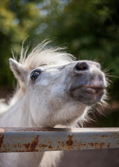 A funny horse begging for food.