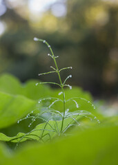 A graceful young sprout amidst the spring riot of greenery