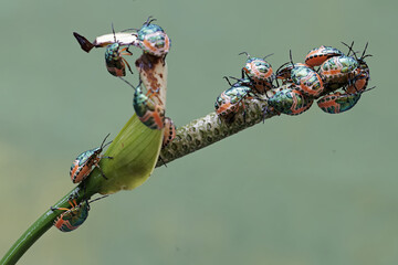 A young colony of harlequin bugs is feeding on anthurium flowers. This beautiful, rainbow-colored insect has the scientific name Tectocoris diophthalmus. - obrazy, fototapety, plakaty