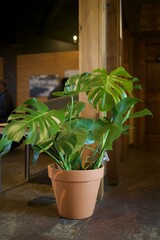 a large plant on the floor of an indoor restaurant with people around