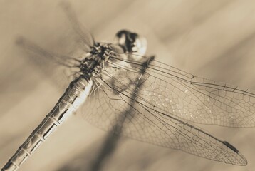 Dragonfly close-up shallow depth of field, toned image