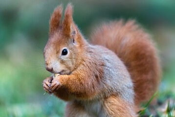 Close up photo of a squirrel holding a nut on green blurry background. Lesopark Štěpánka, Mladá Boleslav, Czech republic. 