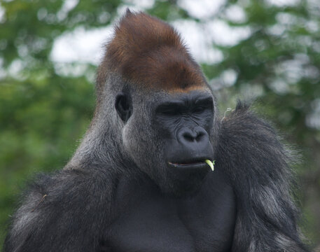 Portrait of a Western lowland gorilla that is eating